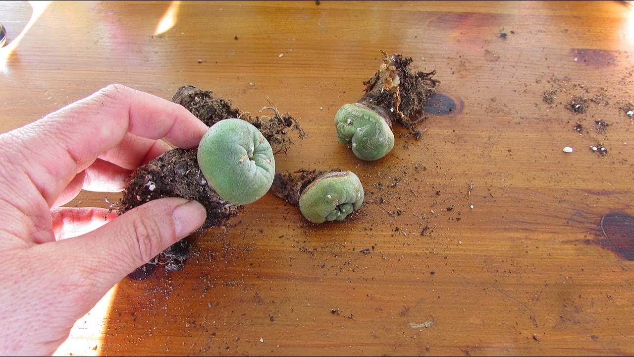 Saving my Lophophora diffusa Cactus - Peyote Cactus from Rot