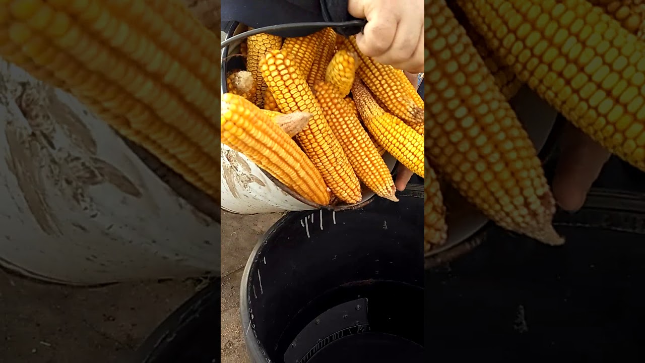 Теребилка для кукурузы 068182577 продам срочно