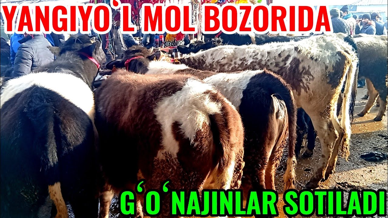 YANGIYOʻL MOL BOZORIDA YOSH GʻOʻNAJINLAR SOTILADI 🐄🐄