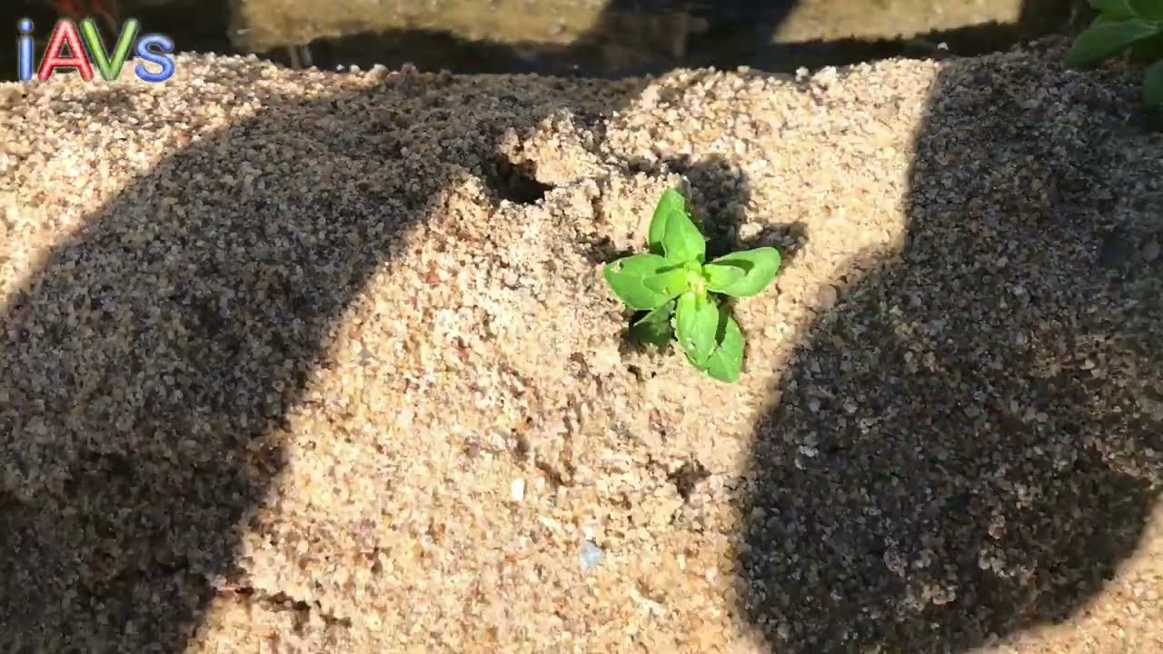 This is our hack for 'striking' greek oregano cuttings in the sand!