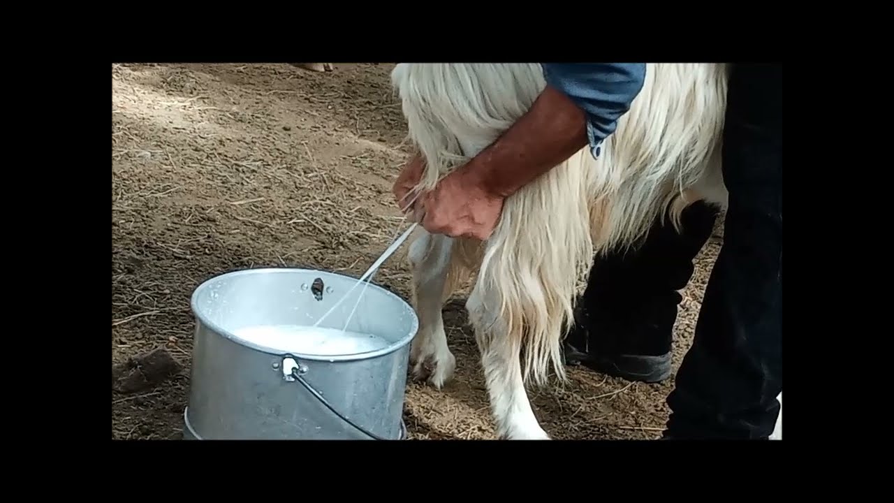Fratelli Boi: la mungitura, Tesori di Sardegna.