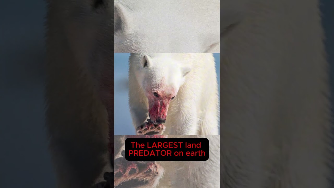 The top 5 Scariest Bears in the World - Ranked 🐻