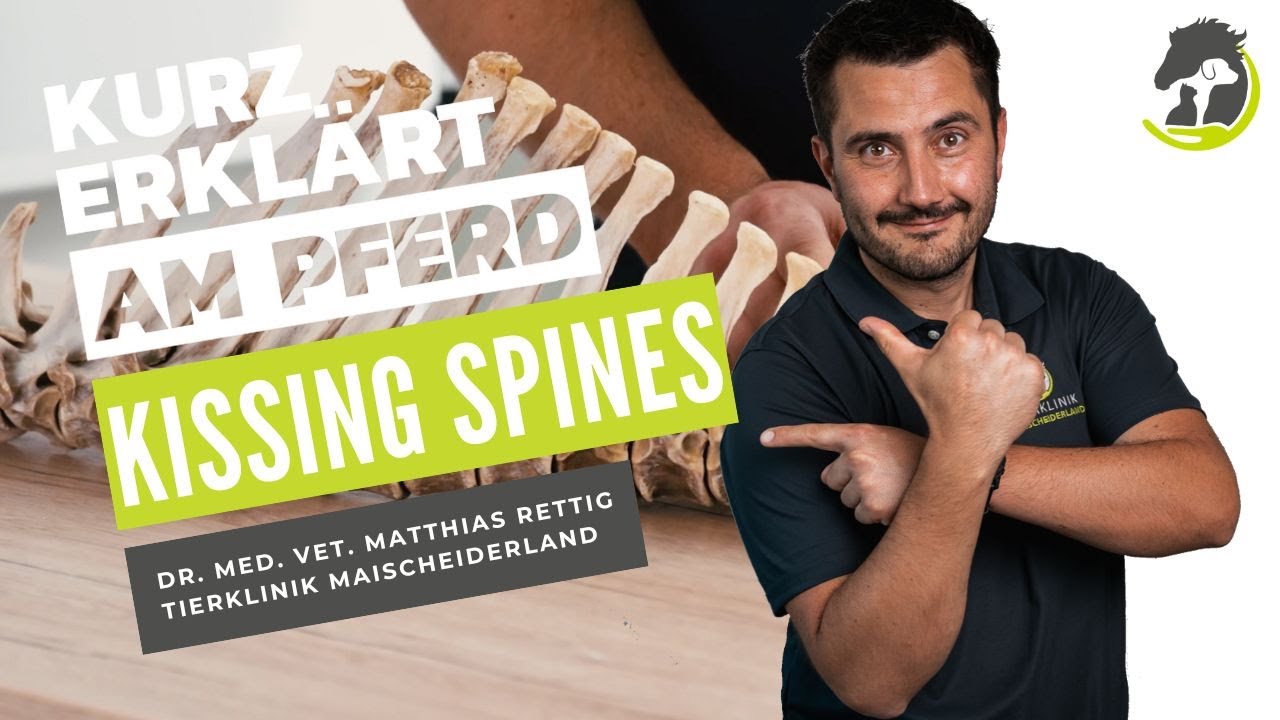 KISSING SPINES - Erklärung und Behandlungsmöglichkeiten! Kurz erklärt am Pferd!