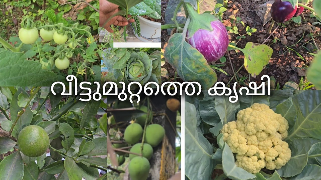 നമ്മുടെ വീട്ടുമുറ്റത്തെ കൃഷികൾ കണ്ടാലോ#viralvideo 