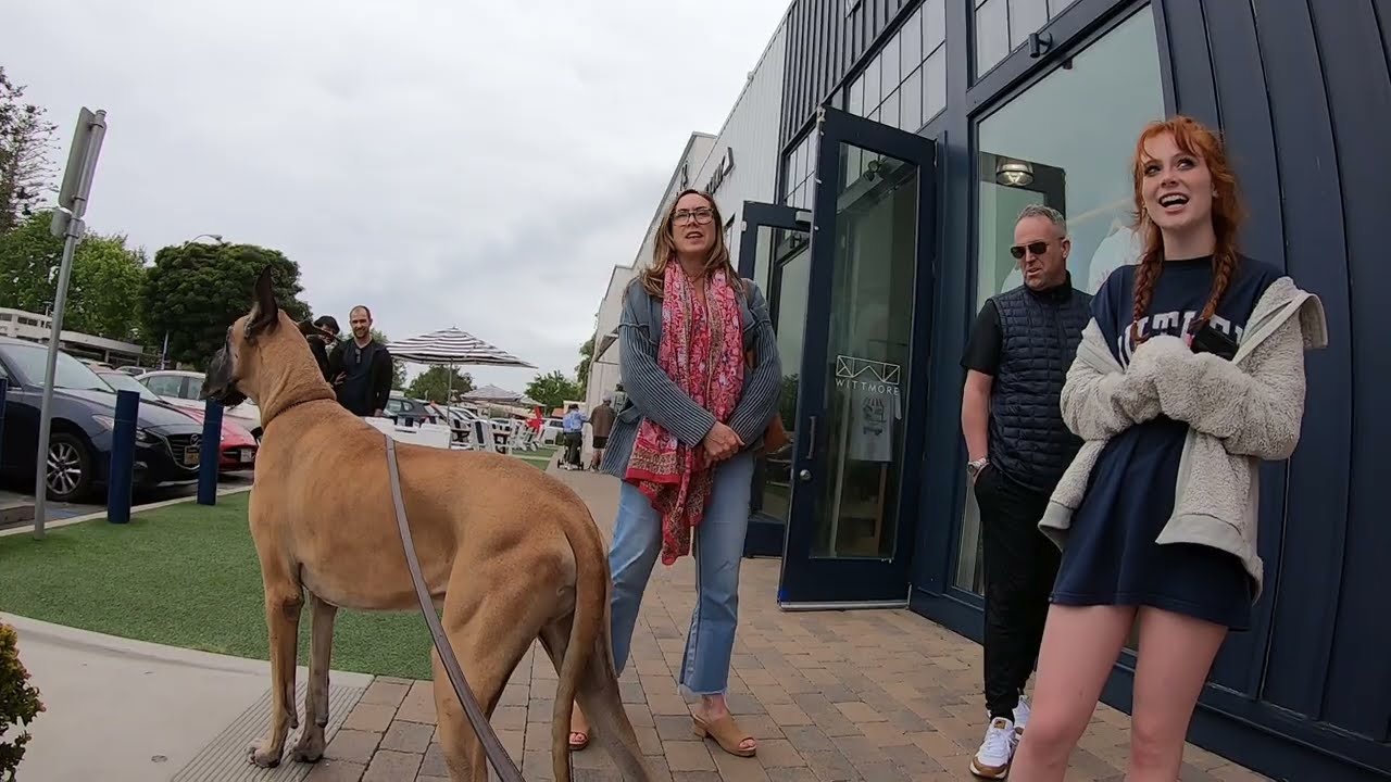 Cash 2.0 Great Dane meeting new people in Malibu 3