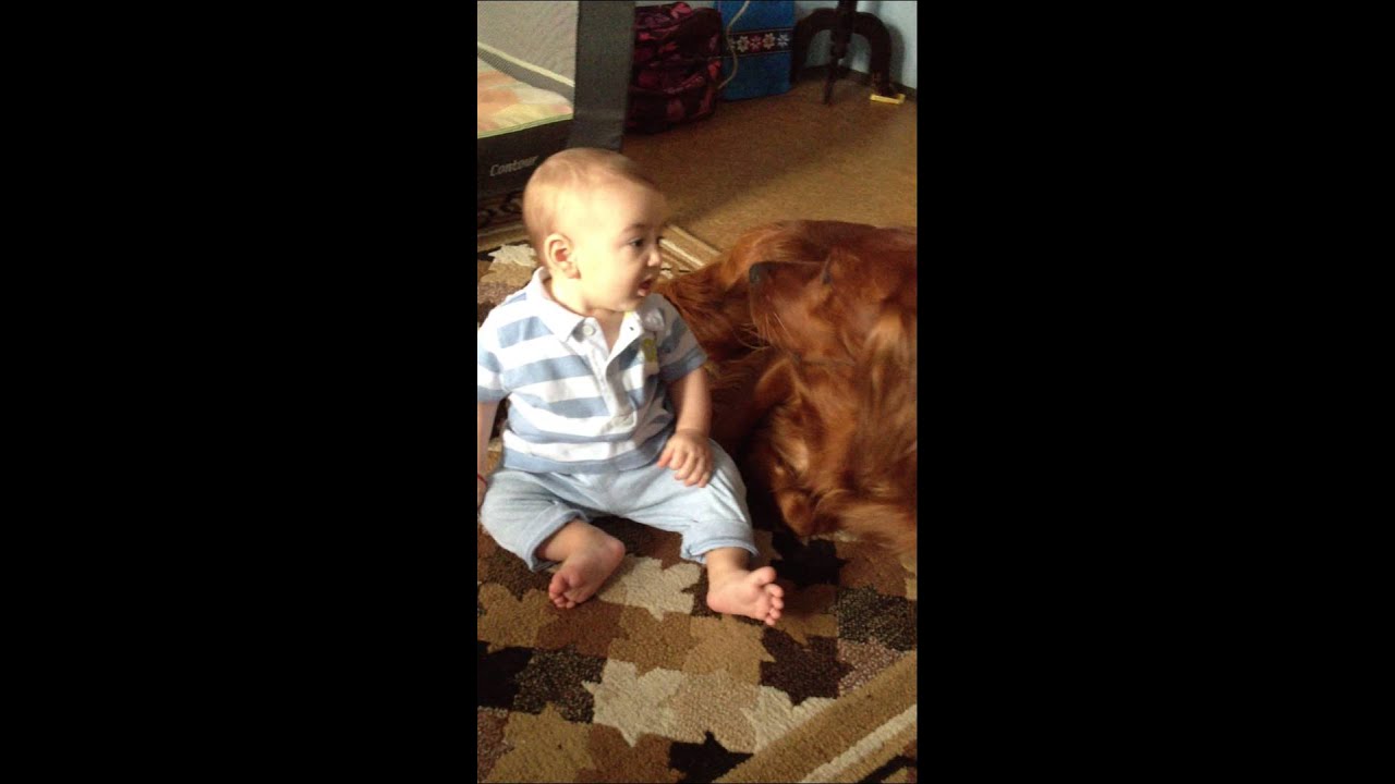 Irish setter & baby