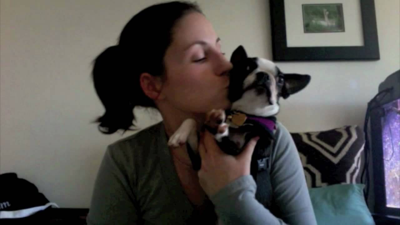 Millie the Boston Terrier's First Year