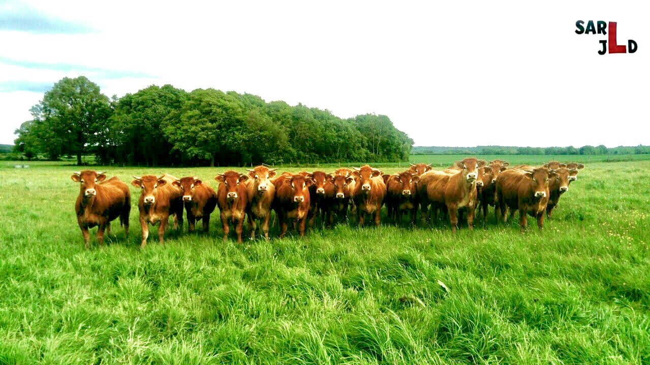 Mise &agrave; l'herbe des vaches