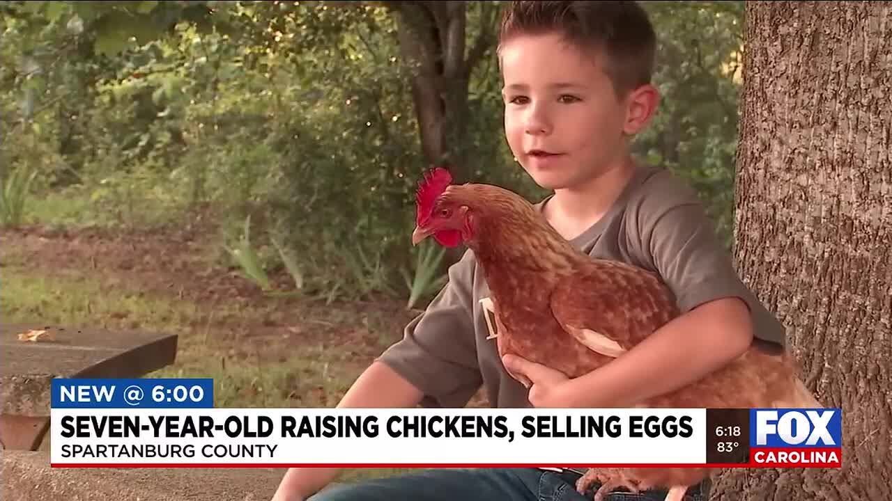 7-year-old raising chickens, selling eggs in Spartanburg Co.