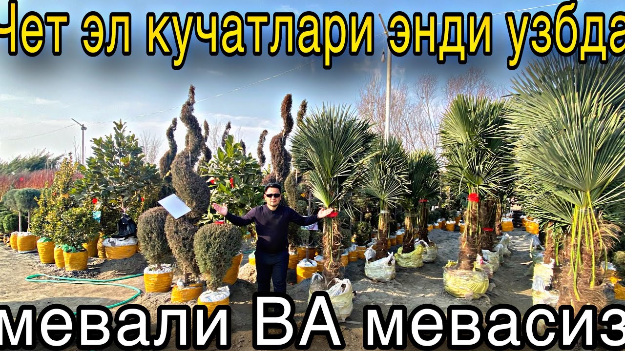 ЧЕТ ЭЛ КУЧАТЛАРИ ЭНДИ УЗИМИЗДА МЕВАЛИ ВА МЕВАСИЗ КУЧАТ ВА ГУЛЛАР | CHET EL KUCHATLARI ENDI UZIMIZDA