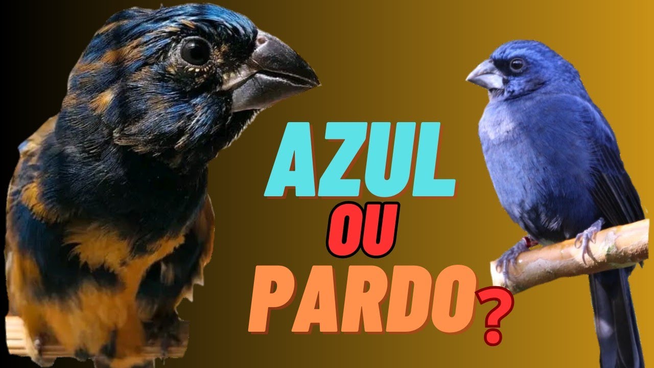 AZUL&Atilde;O pardo &eacute; melhor para iniciar na cria&ccedil;&atilde;o do que um azul?