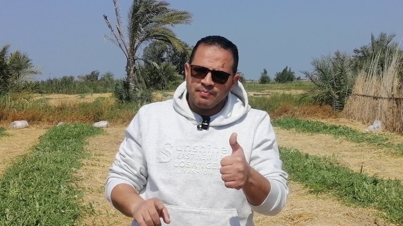 تسميد البطيخ # والتغلب على ارتفاع الاملاح و PH التربة #م_رضا_توفيــق_ابوحمزه
