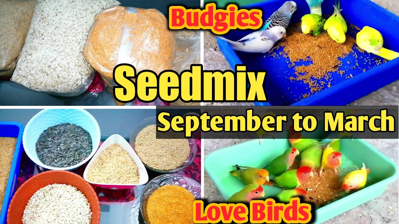 Seed Mix Best Ratio of Breeding Season September to March for Budgies & Love Birds  | Quality Seeds