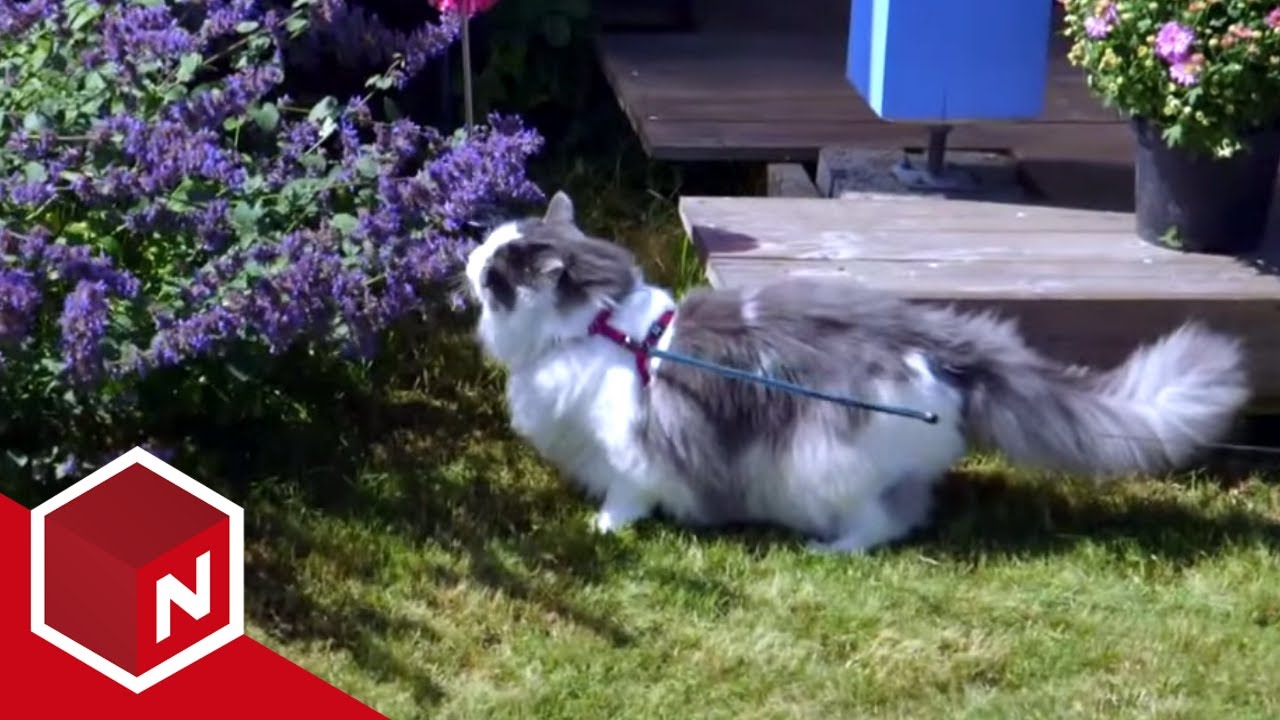 Pelle må ha sin daglige dose Kattemynte | Montebello Camping