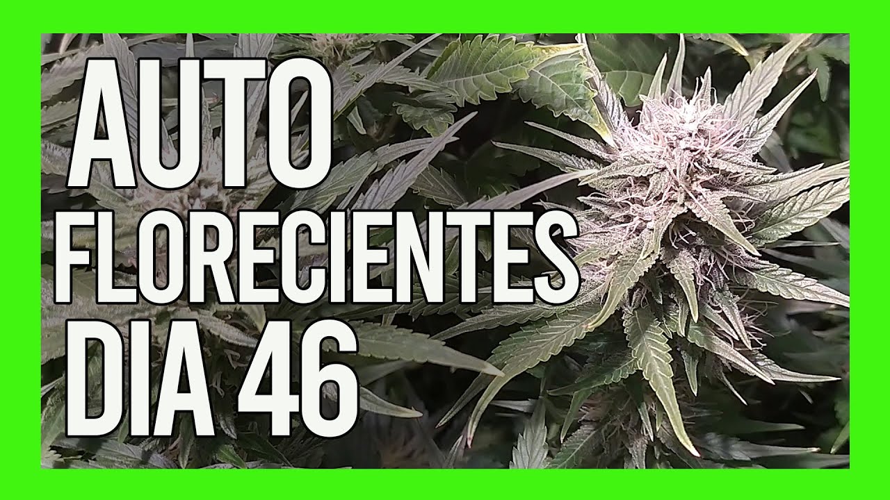 Seguimiento AUTOFLORECIENTES DIA 46 | LEC 315W
