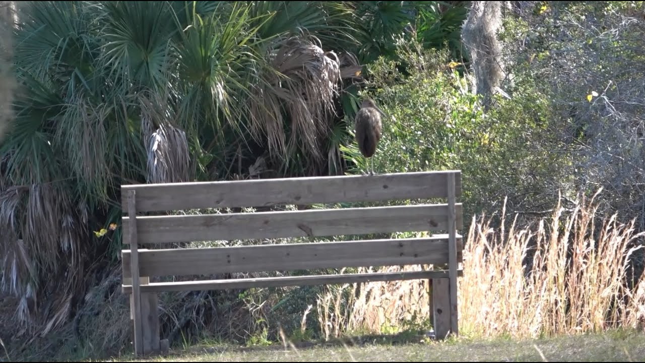 Adventurous Kids: Lake Kissimmee State Park