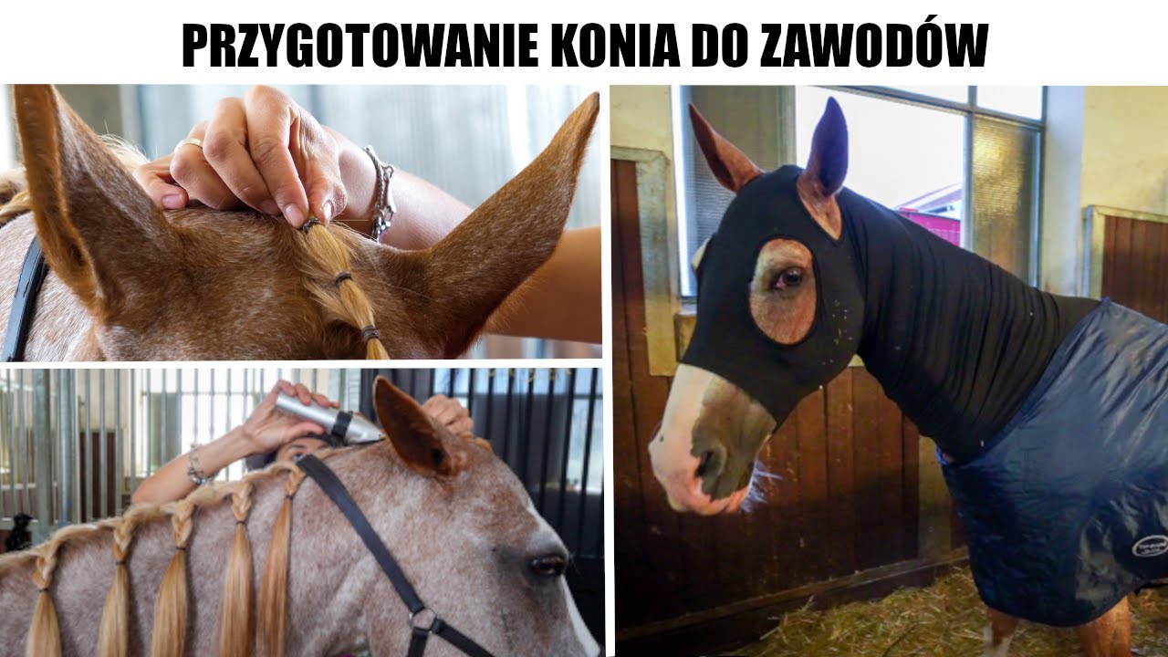 Przygotowanie konia na zawody western i nie tylko!🐴🐎🦄
