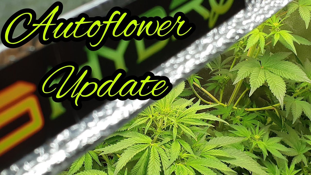 AUTOFLOWER WHITE WIDOW, CROP KING, MARS HYDRO LEDS