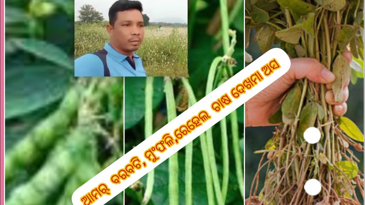 Agriculture in Inglish l Mumfali khet l Barbati chasa odia l #Bikram Vloge-a1z
