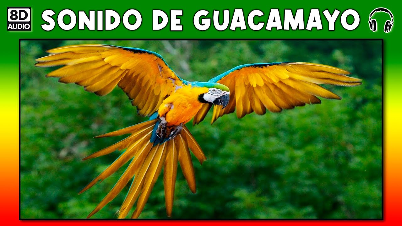 SONIDO DE GUACAMAYO 🦜