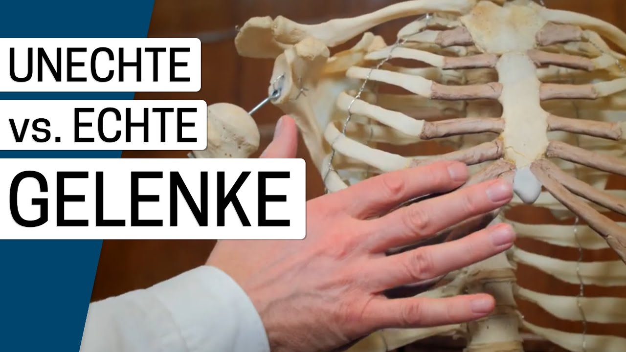 Was unterscheidet echte von unechten Gelenken in unserem K&ouml;rper?