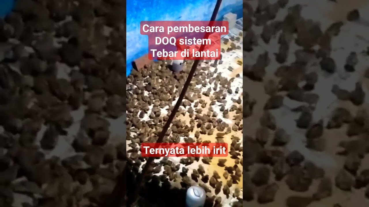 sistem pembesaran DOQ burung puyuh,di tebar ternyata lebih irit