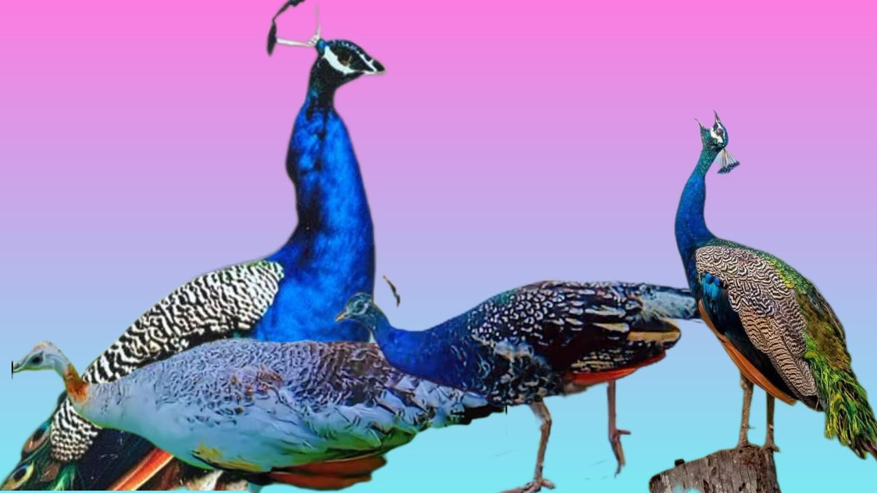 Top birds video # peacock awaz #female peacock #backgroundstock  music