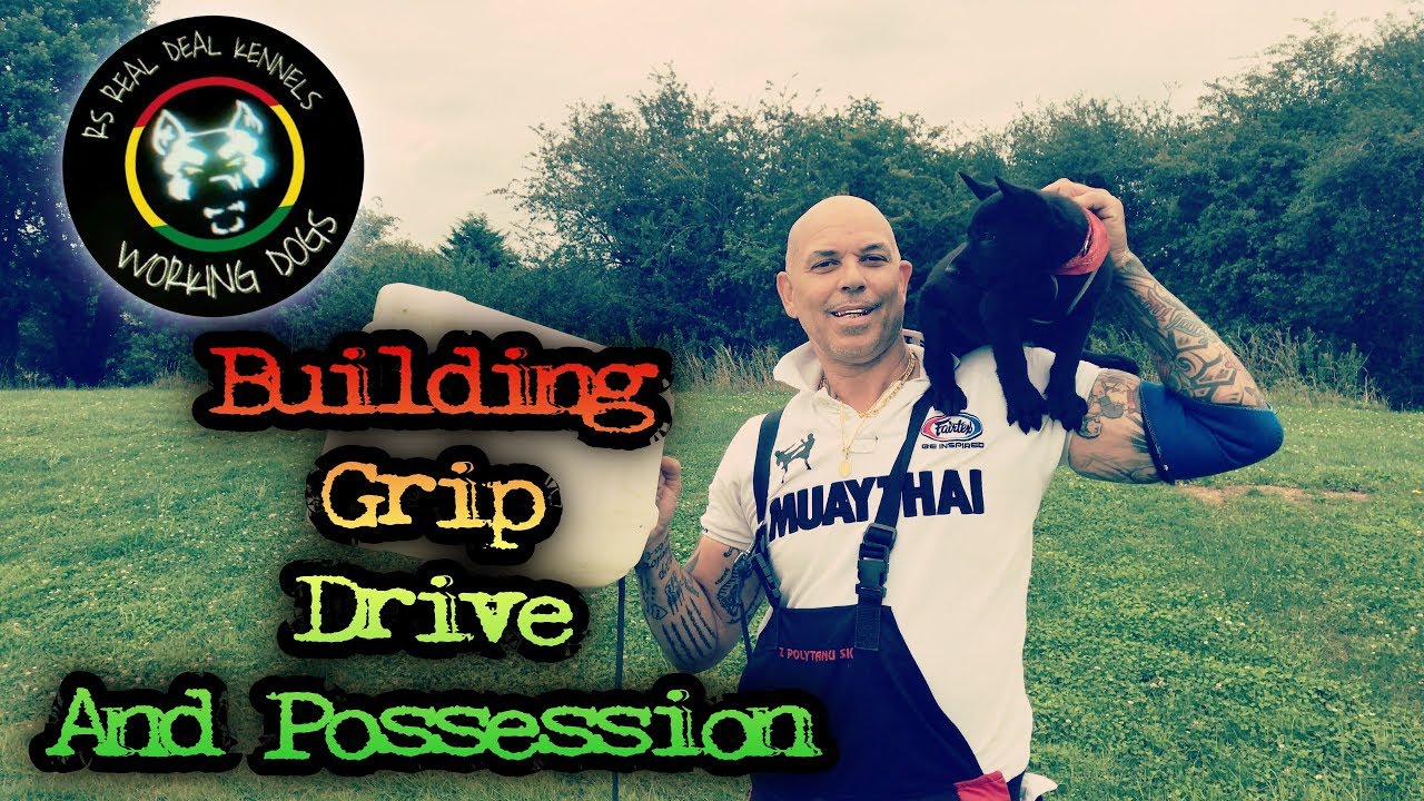How To Build Grip Drive And Possession RS BOOTCAMP RODNEY STOUTE REAL DEAL KENNELS