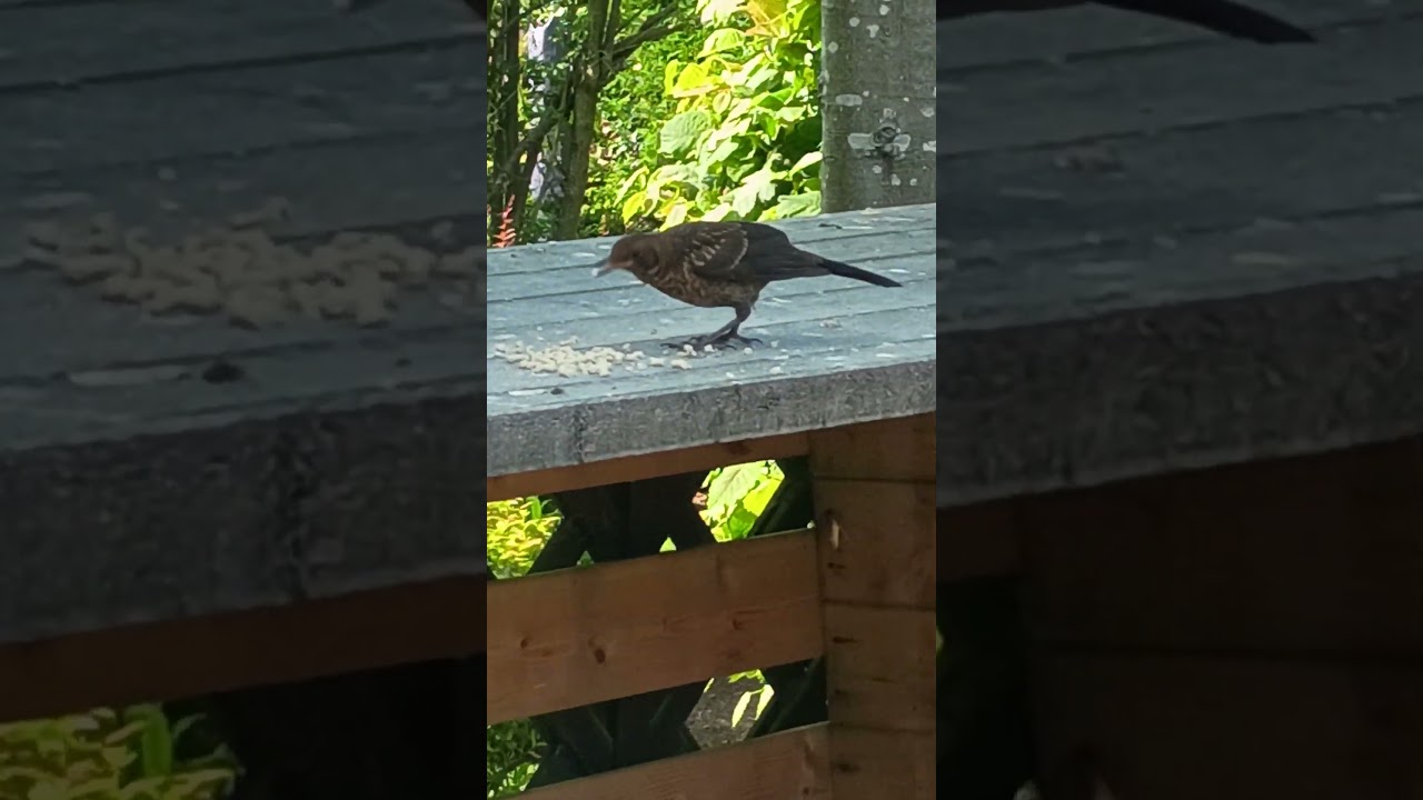 Feeding the birds on our logstore 🥰🐦🐦&zwj;⬛🐤