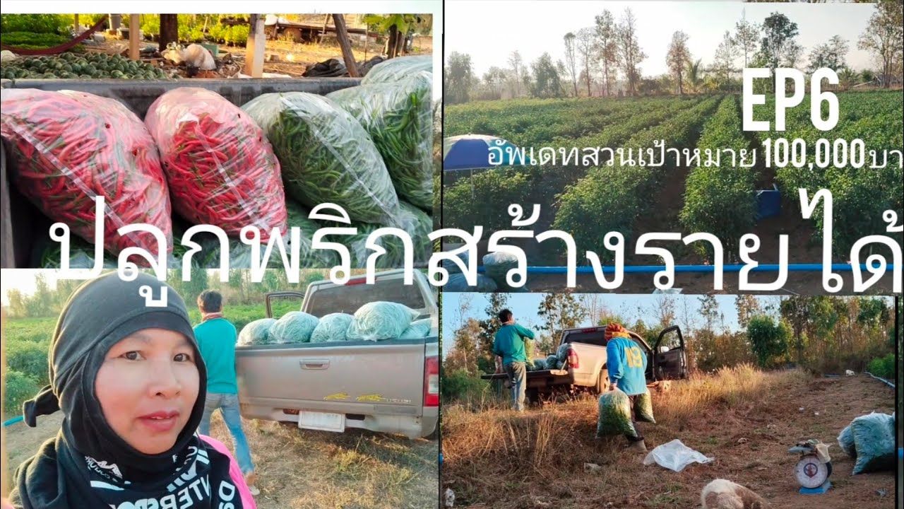 อัพเดทสวนพริกเป้าหมาย 100,000 บาทep6