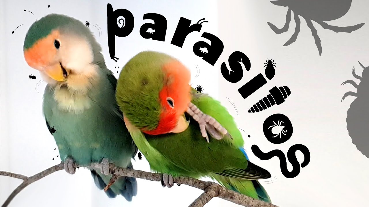 SÍNTOMAS y PREVENCIÓN 🤔 ¿es necesario DESPARASITAR a nuestros LOROS? 🕷💊