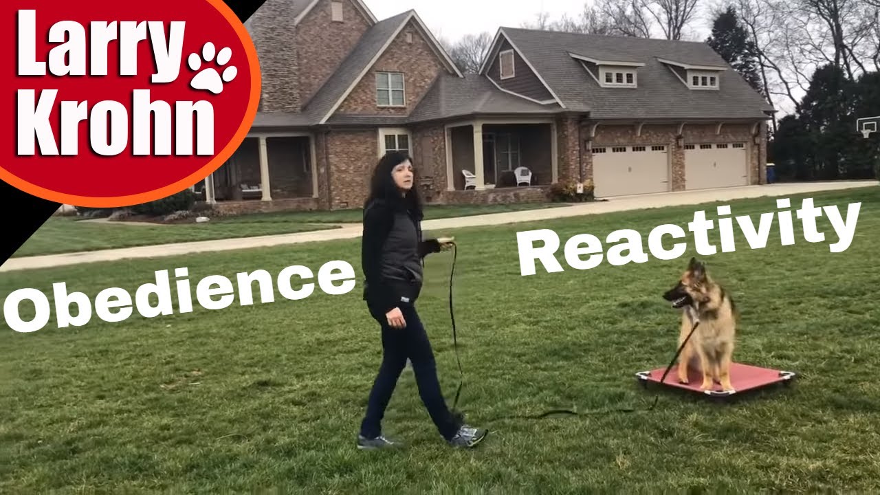German Shepherd Training / private lesson for obedience and reactivity