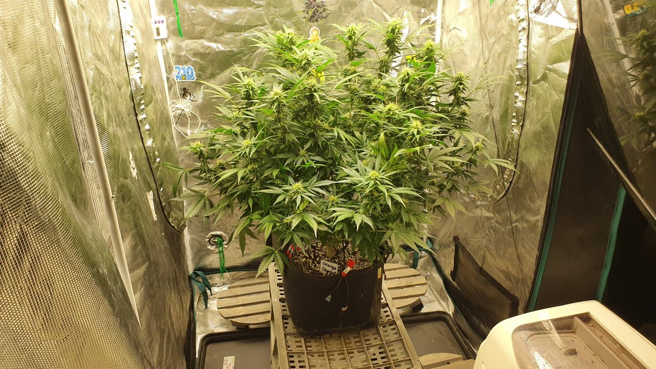 Orange Sherbet Auto, Day 60. (TSW2000)