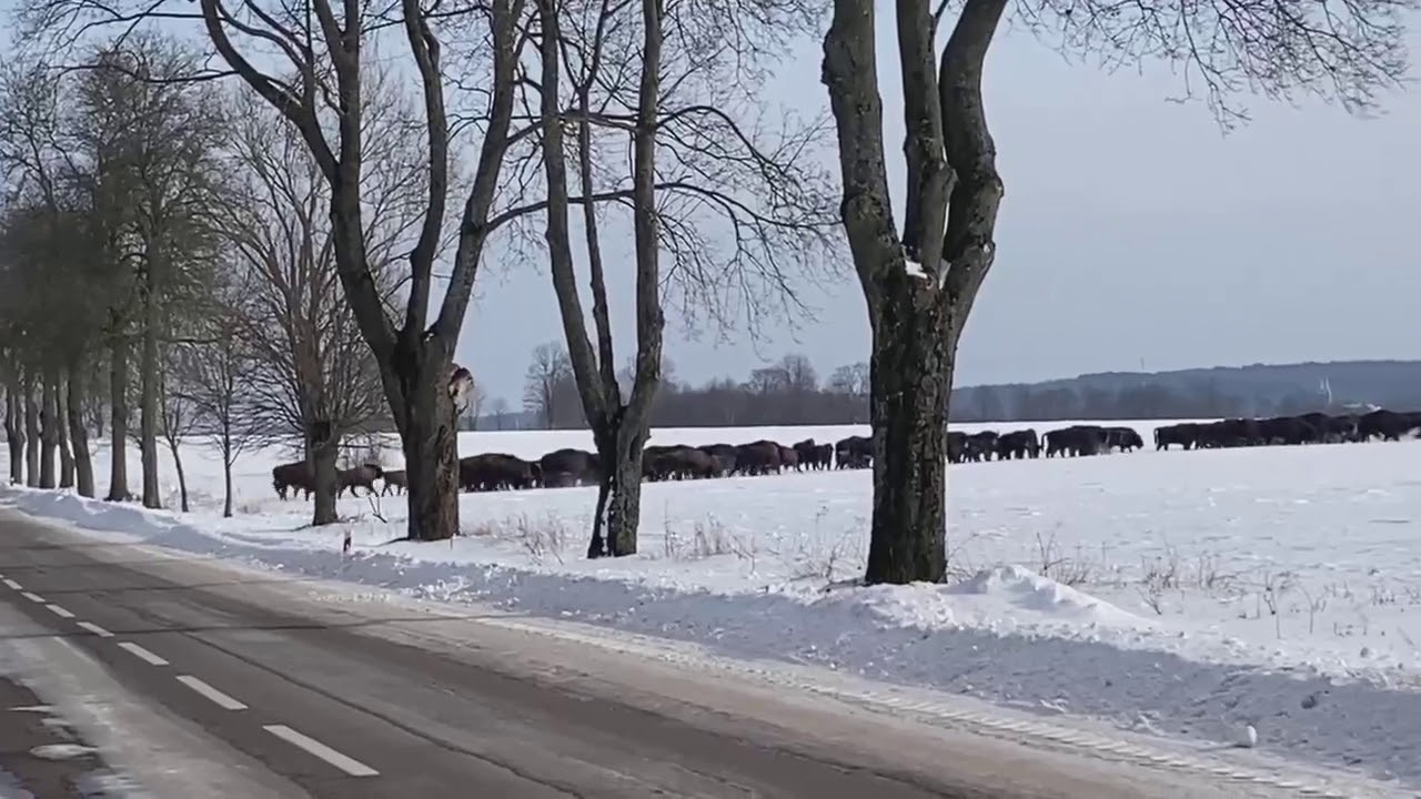 Wild bison. Poland 2021.