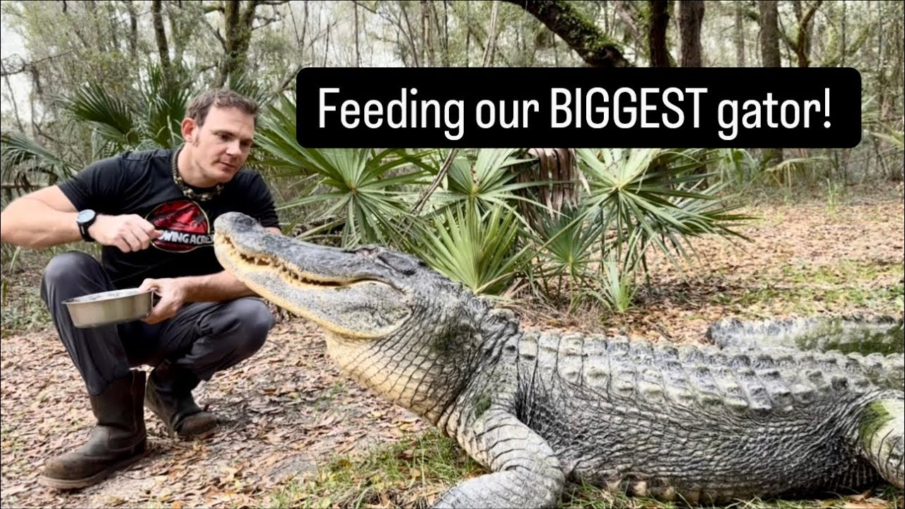 Feeding our BIGGEST gator!