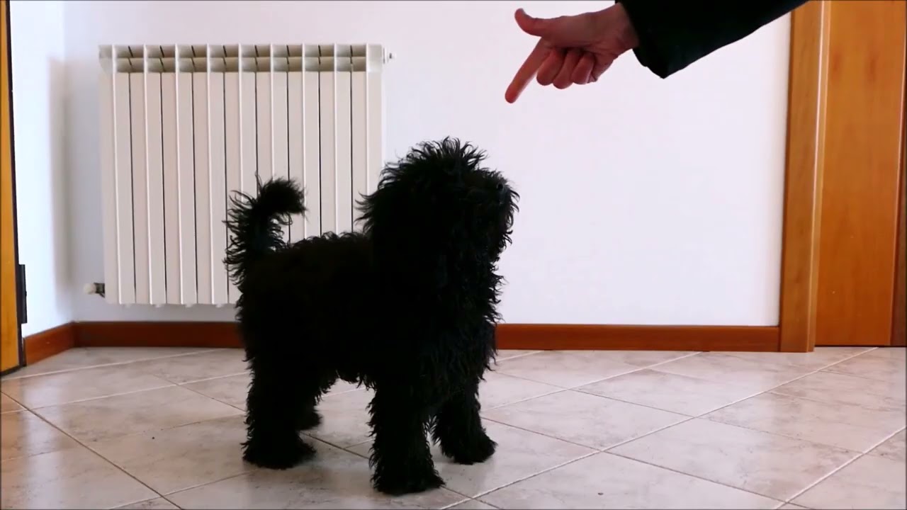 CUCCIOLO DI 5 MESI:ESERCIZI E TRICKS