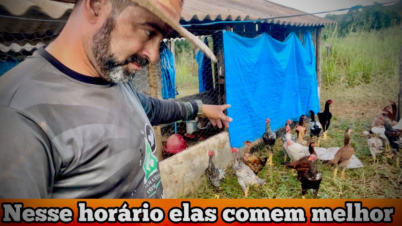 MELHOR HORA DE ALIMENTAR AS GALINHAS | EU PERCEBO QUE ASSIM ELAS COMEM COM MAIS VONTADE