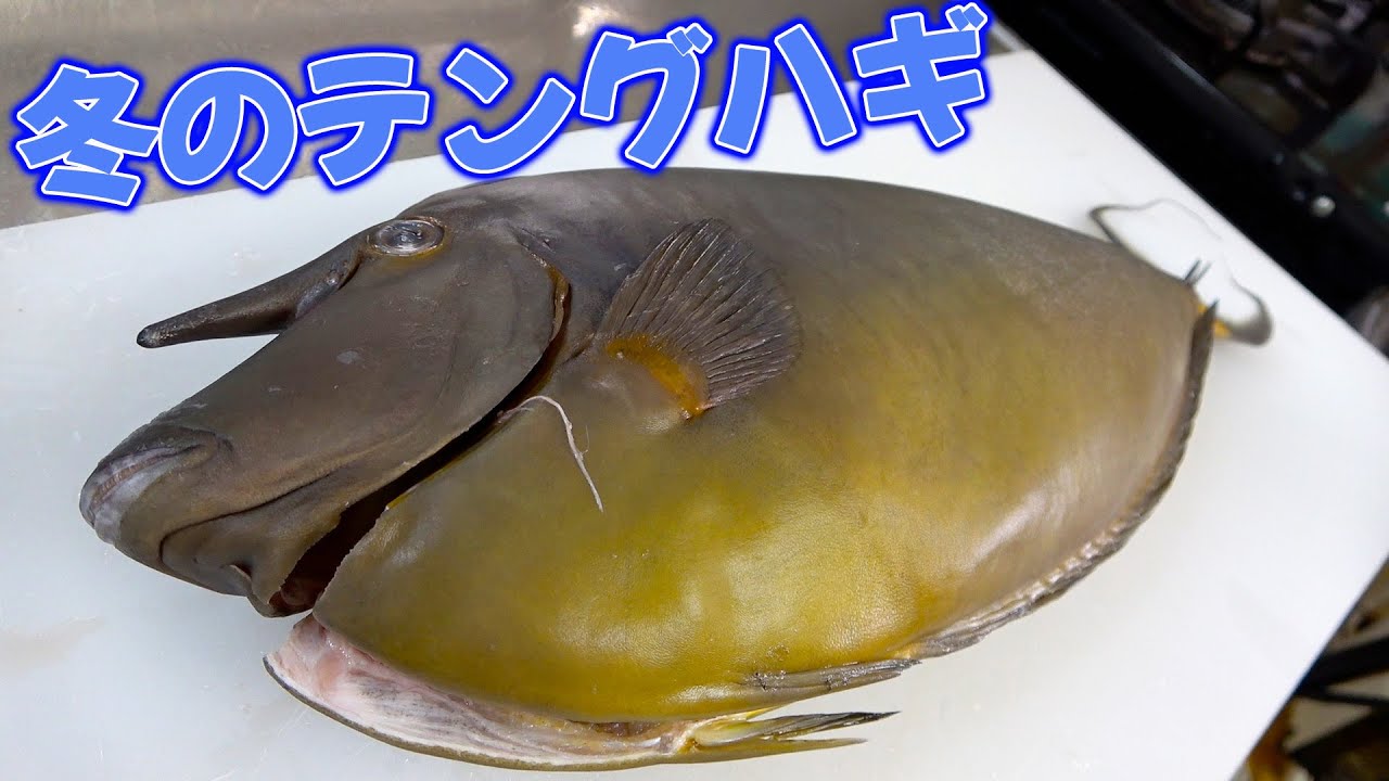 えっ、、、マジ！？このくさい魚が沖縄で一番旨い魚だよって渡されたんだけど、そんな訳ないから検証します！！