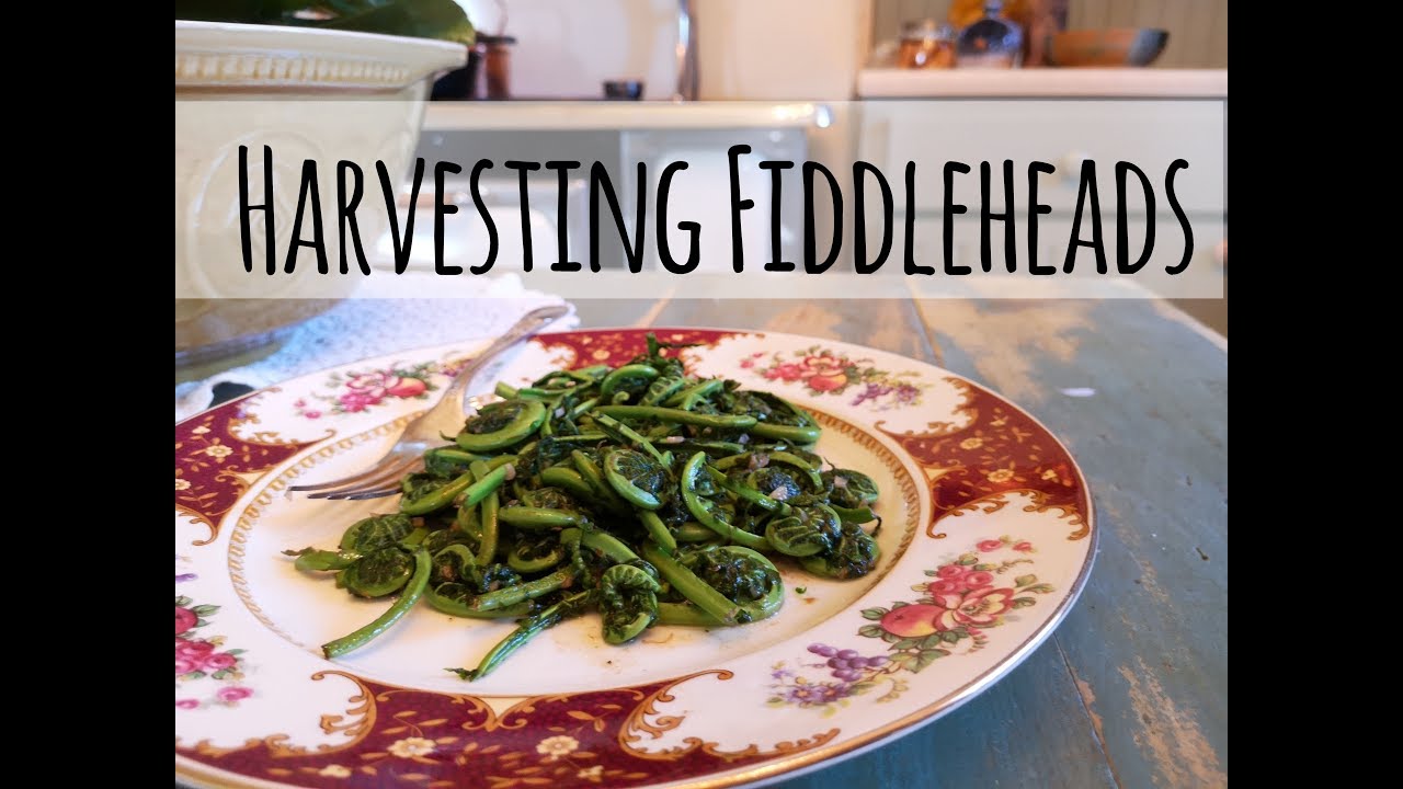 Harvesting and Cooking Fiddleheads in Ontario