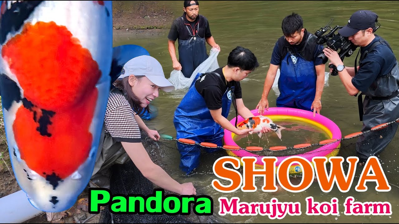 Pandora Showa Gen 2 ขึ้นจากบ่อดิน Marujyu koi farm #ล่าปลาคาร์พญี่ปุ่น 2025 Niigata Japan