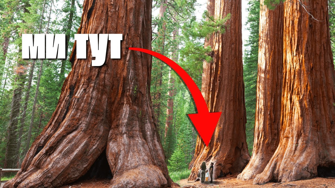 Секвої – найбільші дерева у світі! Подорож у ліс гігантів 🌲