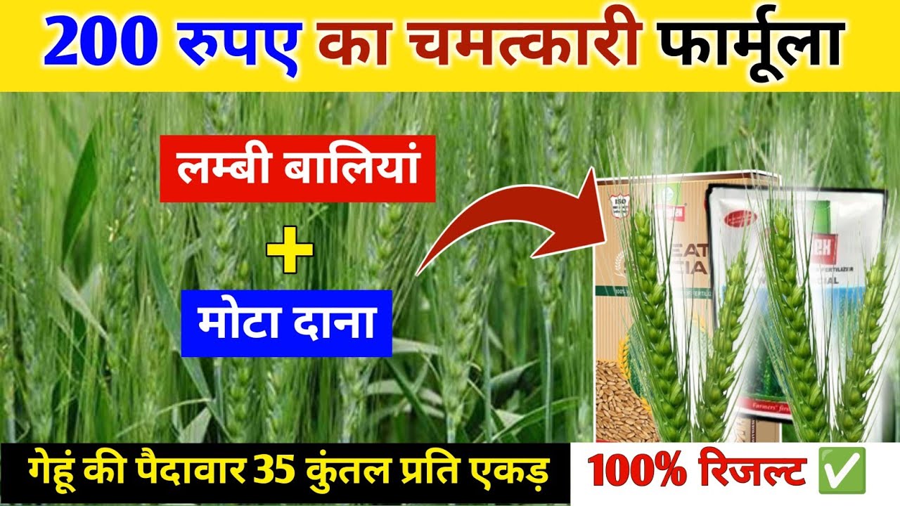 गेहूं में 1 जरूरी काम 😲 बालियां लंबी और मोटी होगी | gehu ki bali lambi kaise kare | Gehu ki kheti