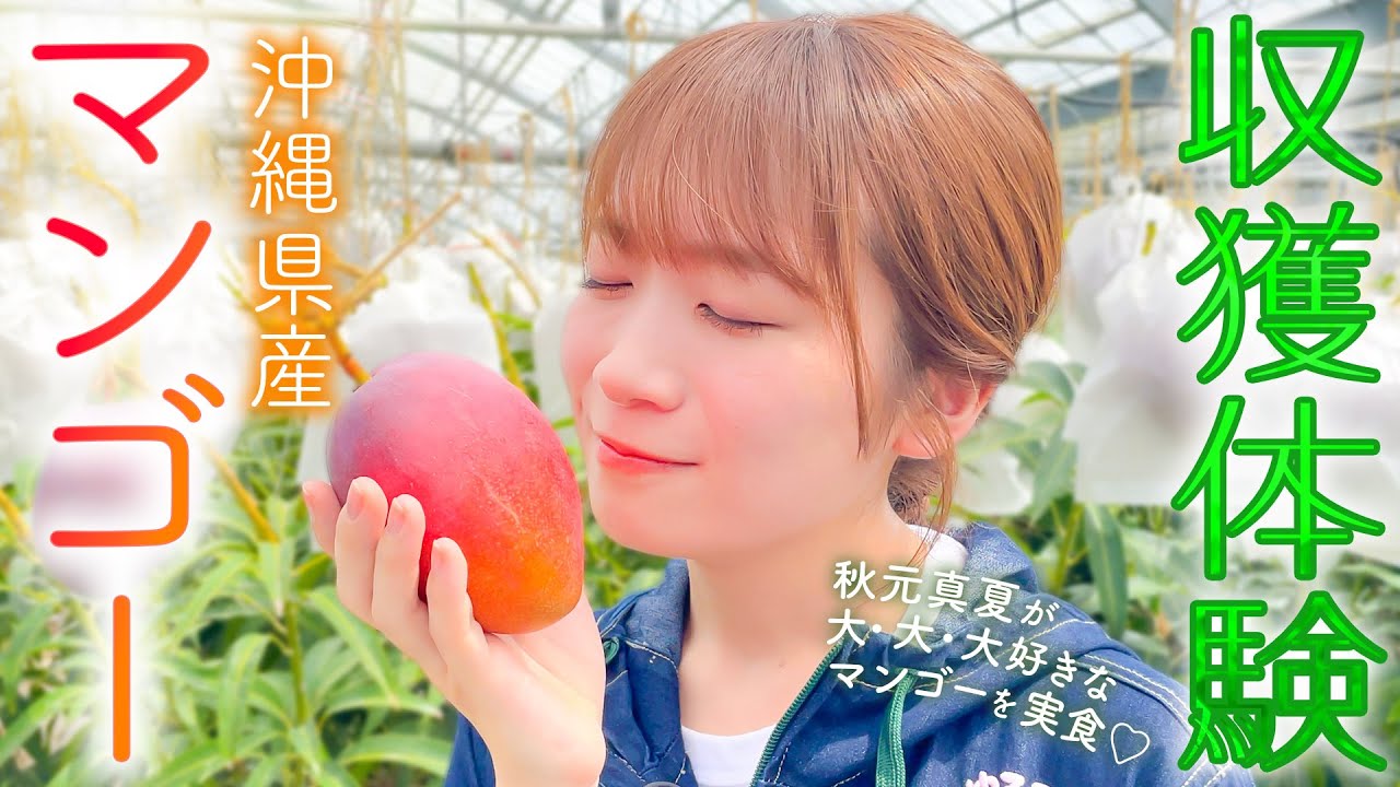 秋元真夏が大大大好きなフルーツ「マンゴー」の収穫を体験！！