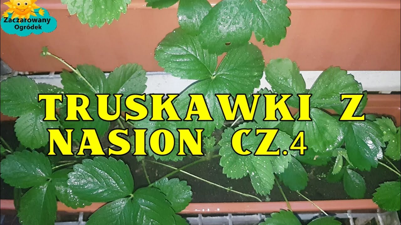 Truskawki ze świeżych nasion cz.4