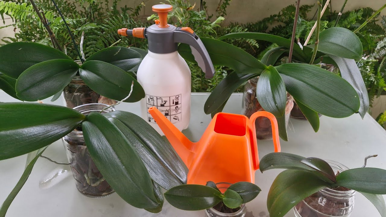 COMO FAZER A REGA DA ORQUÍDEA PHALAENOPSIS CULTIVADA NO VIDRO