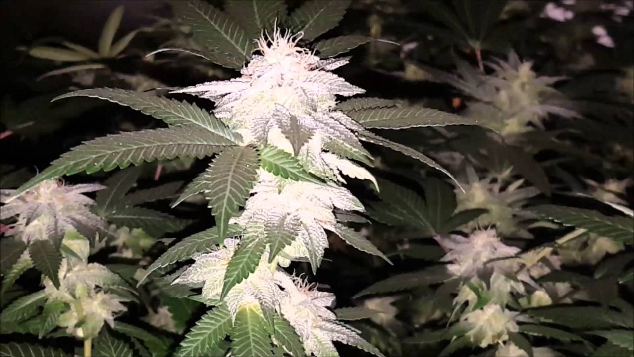 Flower update! Pineapple Express!