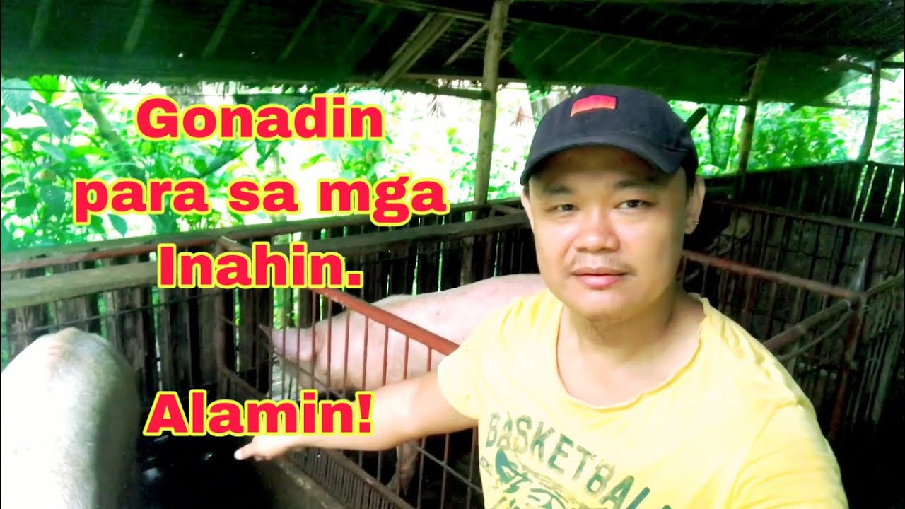 Paano gamitin ang gonadin | para saan ang gonadin | gonadin 250 | Ryan Patenio