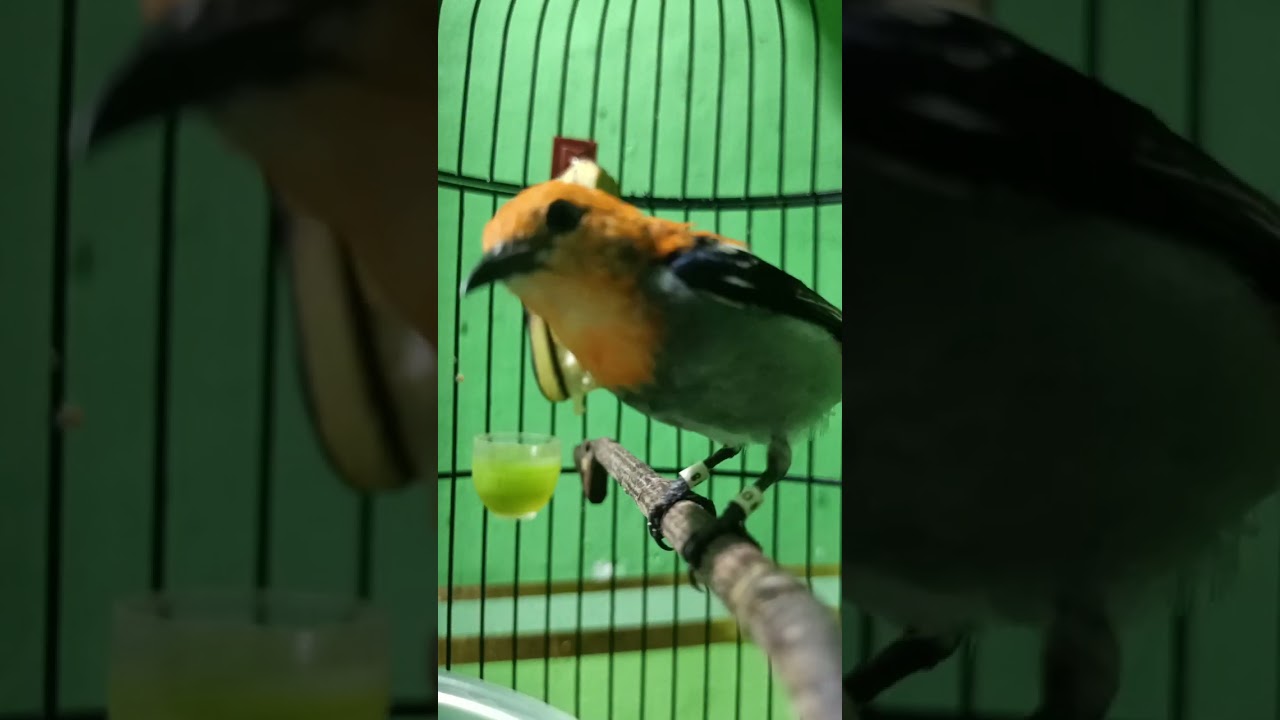 REAL TANPA EDITAN - BURUNG KEMADE UNTUK PANCINGAN DAN PIKAT #kemade #kemadegacor #suarapikatkemade