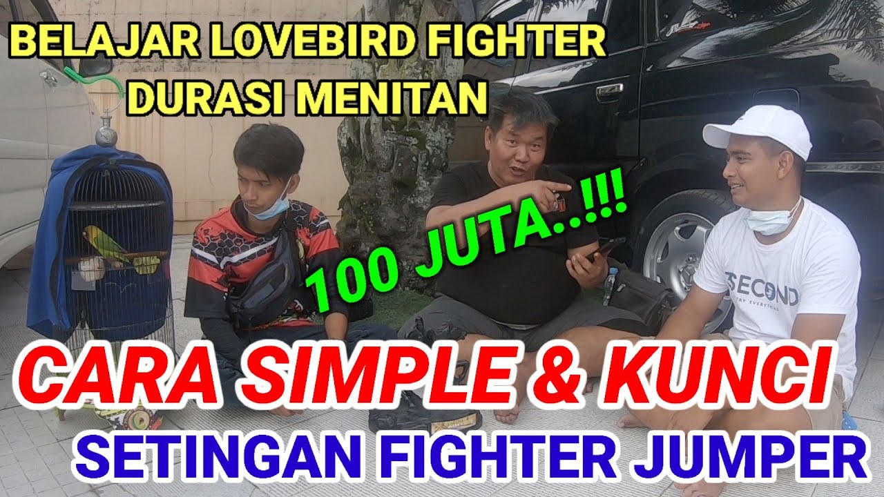 TERBONGKAR.!! KUNCI RAHASIA LOVEBIRD FIGHTER DURASI MENITAN TOLAK TAWARAN 100 JUTA setingan jumper