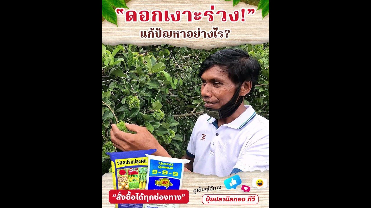 ดอกเงาะร่วงแก้อย่างไร?